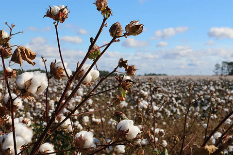 Cotton: History And Processing