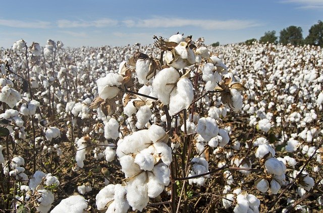 cotton-field